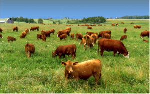 grass-fed cattle have more essential amino acids and less fat than corn-fed beef